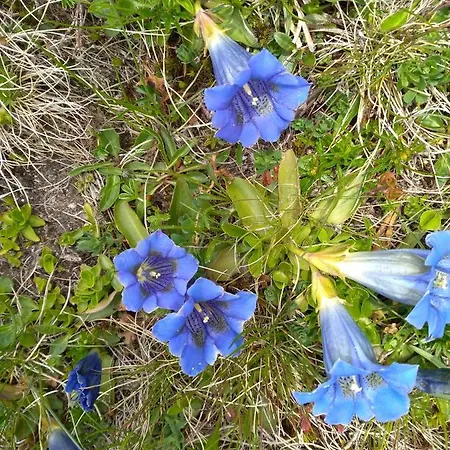 Adlerhorst 3* Sellrain