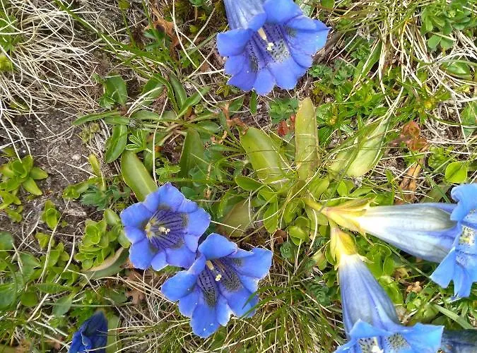 Adlerhorst 3* Sellrain