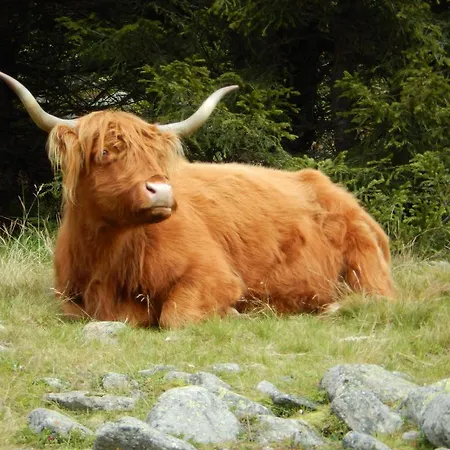 Adlerhorst Casa de hóspedes