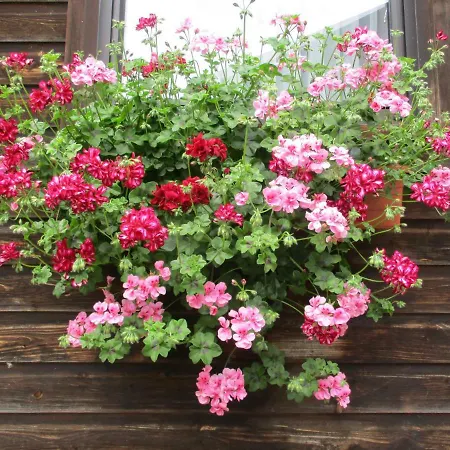 Casa de hóspedes Adlerhorst